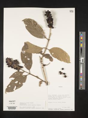 Citharexylum donnell-smithii image