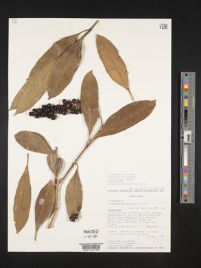 Citharexylum mocinnii image