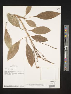 Citharexylum myrianthum image