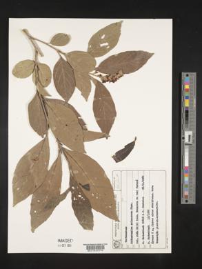 Media resource of Citharexylum solanaceum
