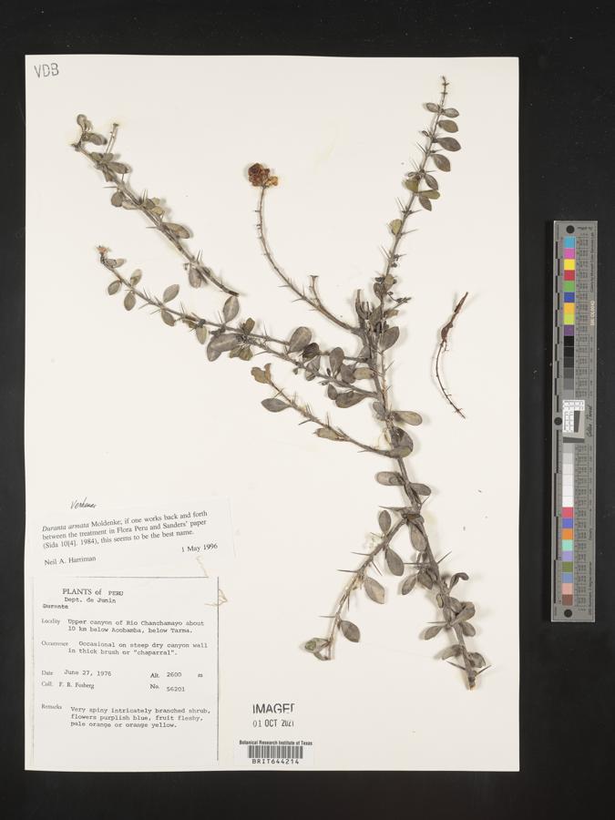 Duranta armata image