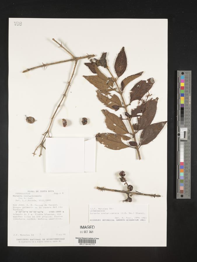 Duranta costaricensis image