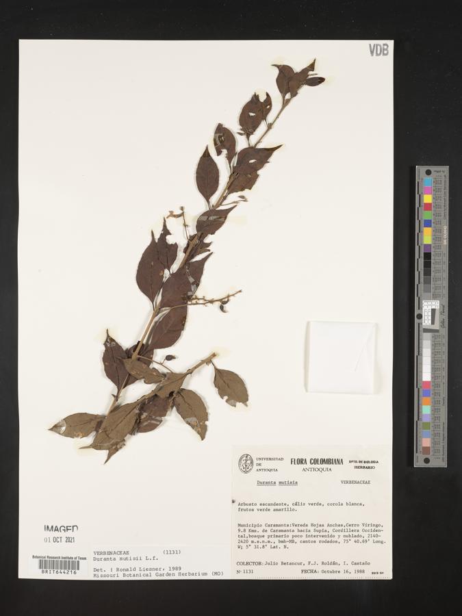 Duranta mutisii image