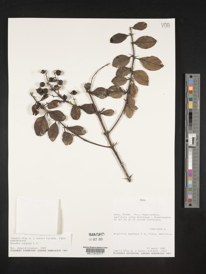 Duranta mutisii image