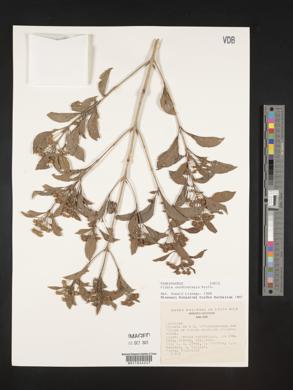 Lippia cardiostegia image