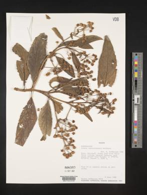 Lippia umbellata image