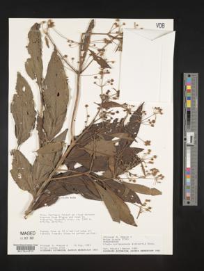 Lippia myriocephala image