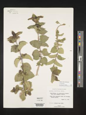 Lantana ovatifolia image