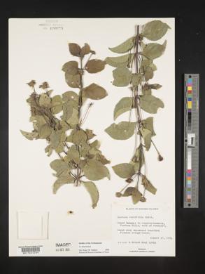 Lantana ovatifolia image