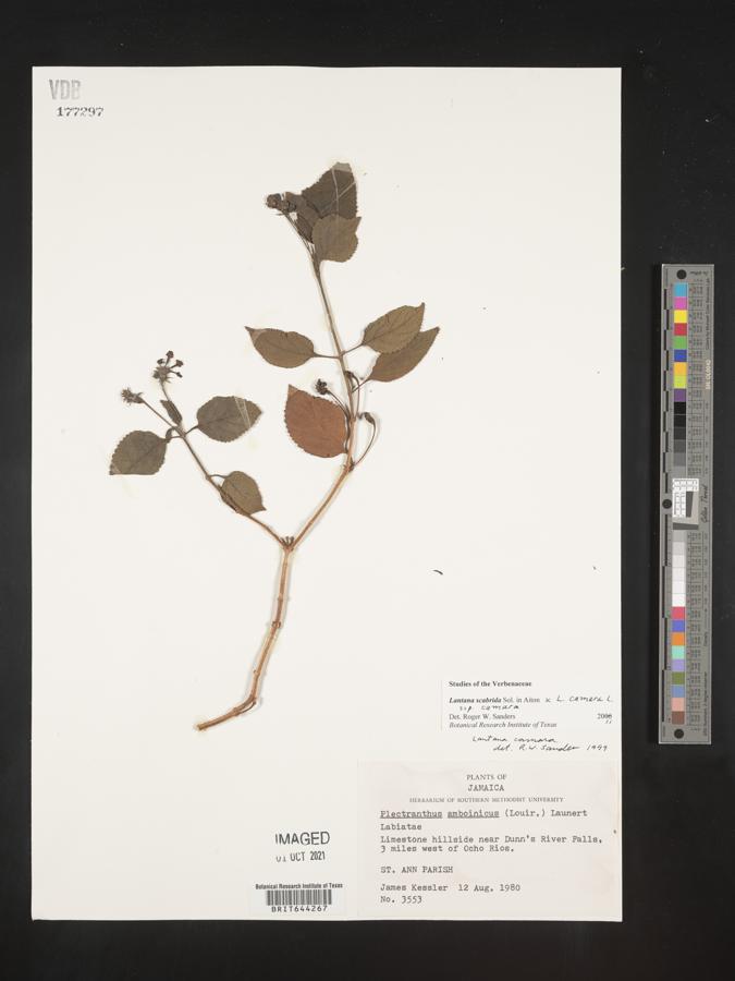 Lantana scabrida image
