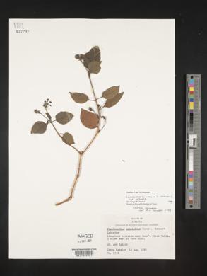 Lantana scabrida image