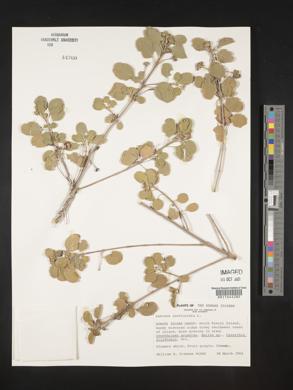 Lantana involucrata image