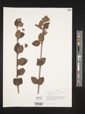 Lantana radula image