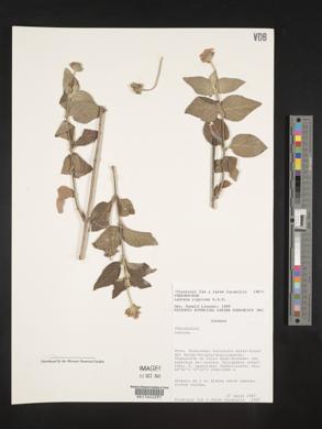 Lantana rugulosa image