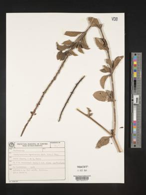 Stachytarpheta cayennensis image