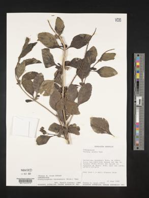 Stachytarpheta cayennensis image