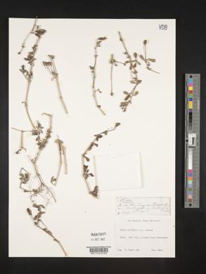 Phyla nodiflora image