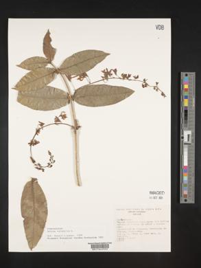 Petrea volubilis image