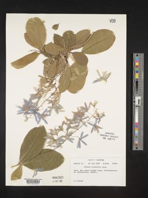 Petrea volubilis image