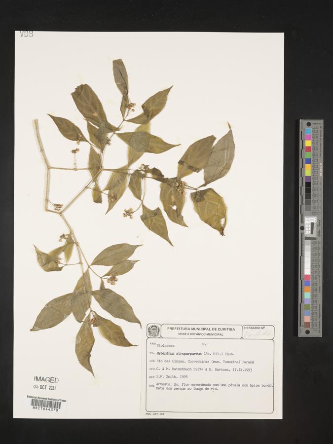 Hybanthus atropurpureus image
