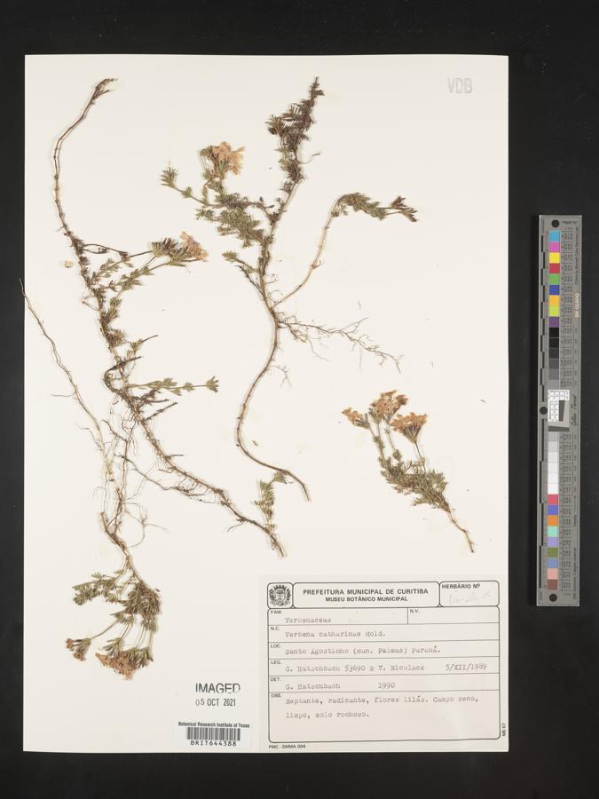 Glandularia catharinae image