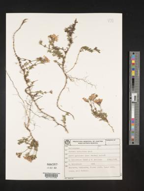 Media resource of Glandularia catharinae