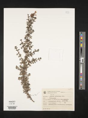Glandularia catharinae image