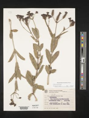 Verbena rigida image