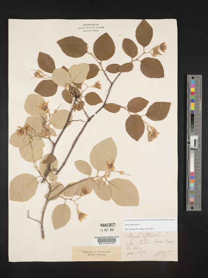 Styrax officinalis image