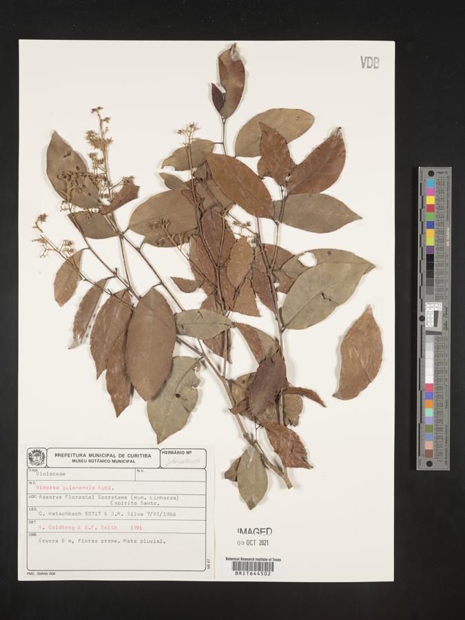 Rinorea guianensis image