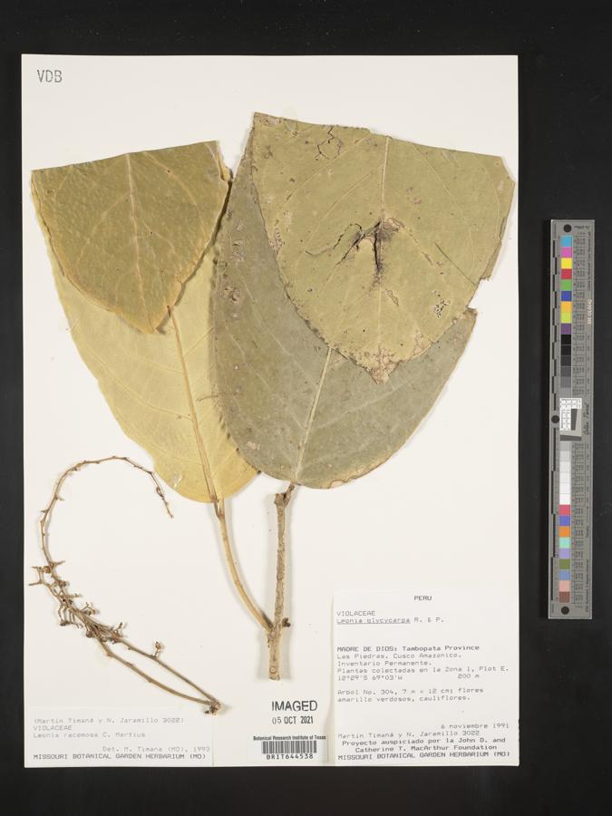 Leonia racemosa image
