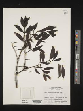 Phoradendron anceps image