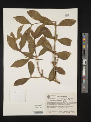 Phoradendron leucarpum subsp. macrophyllum image