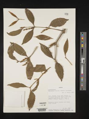 Phoradendron leucarpum subsp. macrophyllum image
