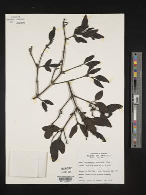 Phoradendron anceps image