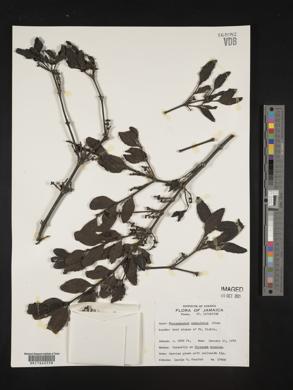 Phoradendron anceps image