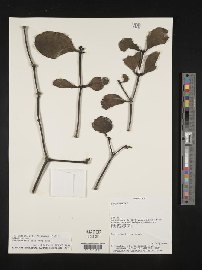 Phoradendron bathyoryctum image