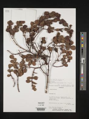 Phoradendron mucronatum image