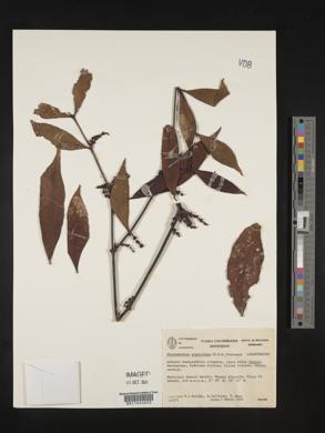 Phoradendron piperoides image