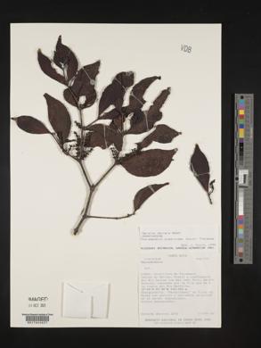 Phoradendron piperoides image