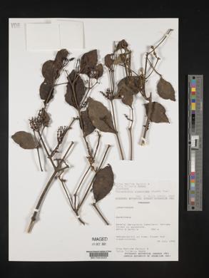 Phoradendron piperoides image