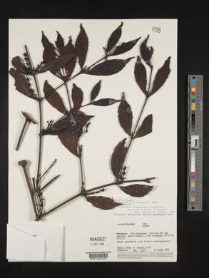 Phoradendron piperoides image