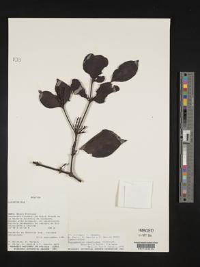 Phoradendron piperoides image