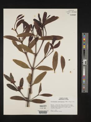 Phoradendron quadrangulare image