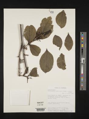 Struthanthus quercicola image