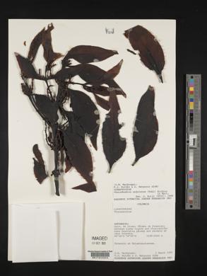 Phoradendron undulatum image