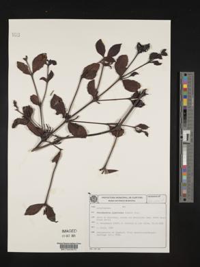 Phoradendron piperoides image