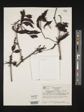 Phoradendron piperoides image