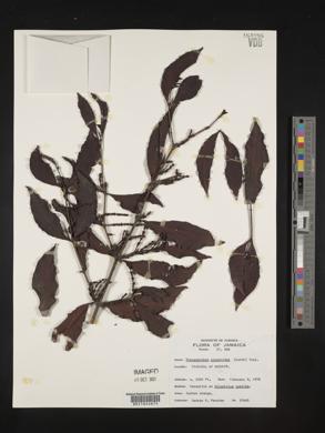 Phoradendron piperoides image