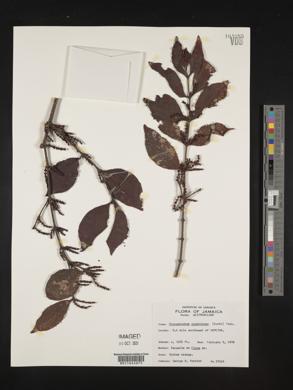 Phoradendron piperoides image